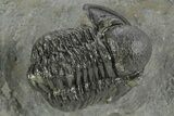Detailed Gerastos Trilobite Fossil - Morocco #377259-1
